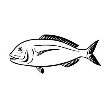 Akashi Sea Bream Side View Retro Black and White. Stock Illustration