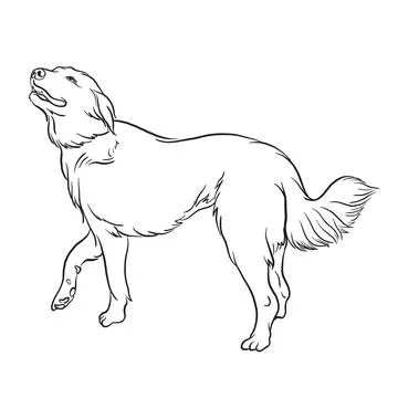 Akbash Dog breed doodle style vector illustration black and white Stock Illustration