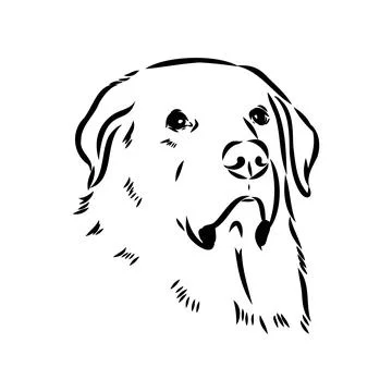 Akbash dog hand drawing. Vector illustration isolated on white background. Stock Illustration