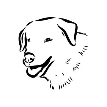 Akbash dog hand drawing. Vector illustration isolated on white background. Stock Illustration