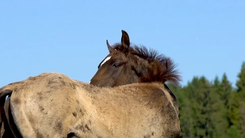 Akhal-teke foal itching Stock Footage 113268955