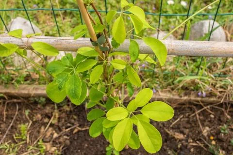 Akibia Quinata Cream Form Stock Photos