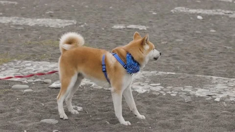 Akita dog looks back and goes towards the leash Stock Footage