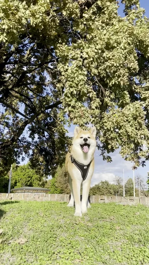 Akita embracing the wind Stock Footage 288386256