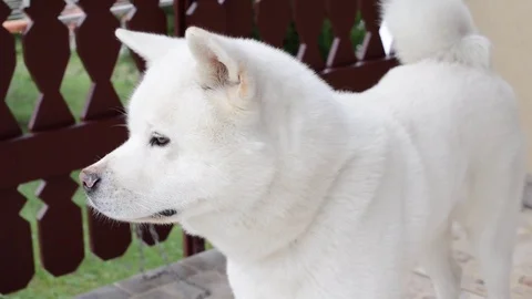 Akita Stock Footage 78536518