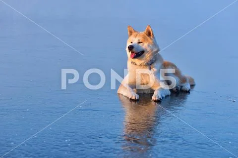 Akita Inu dog sitting on frozen lake in winter season at sunset Stock Photos