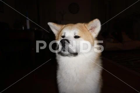 Akita Inu flash photo Stock Photos