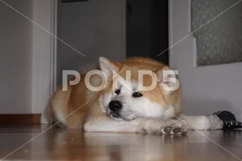 Akita Inu, tired dog Stock Photos