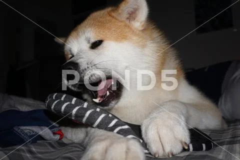 Akita Inu, tired dog Stock Photos