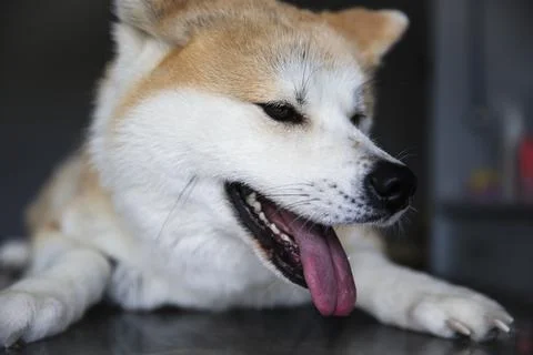 Akita Stock Photos