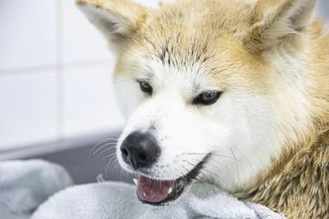 Akita Stock Photos
