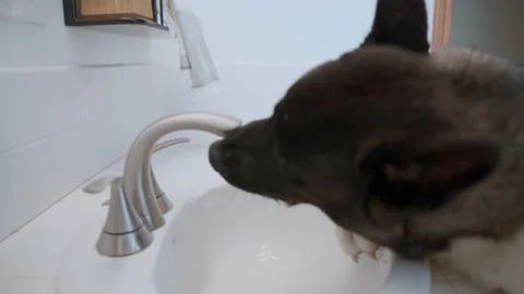 Akita Puppy Drinking Water from Faucet Stock Video Pond5