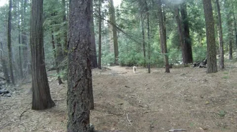 Akita running down forest trail Stock Footage 11583182