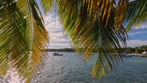 Akumal bay panoramic view Stock Footage 230200105