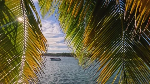 Akumal bay panoramic view Stock Footage 230200117