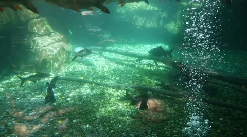 Akvarium, background. Vídeos de archivo 65789363