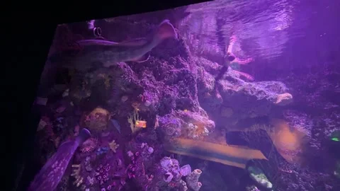 Akvaryum4 Stock Footage 327123243