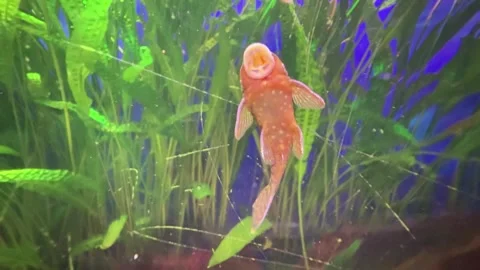 Akvaryum5 Stock Footage 327123276