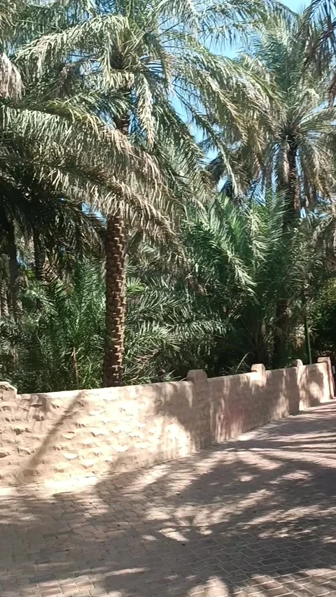 Al Ain Oasis Stock Footage 291387338