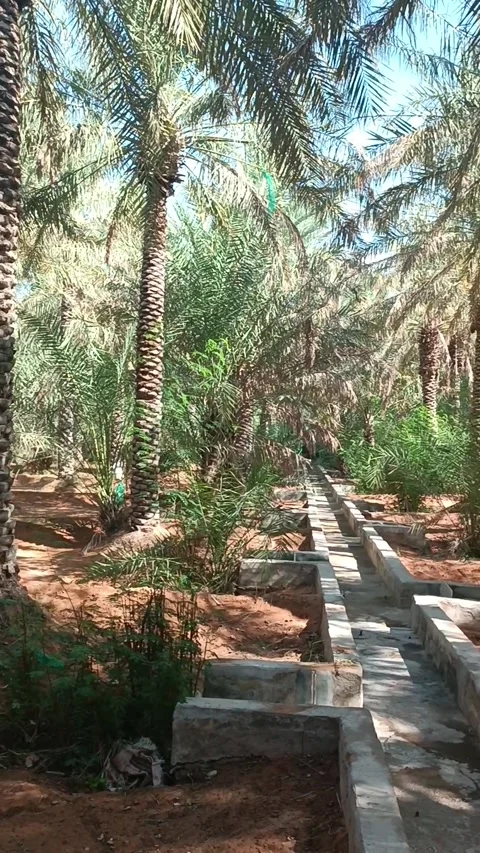 Al Ain Oasis Stock Footage 291387399