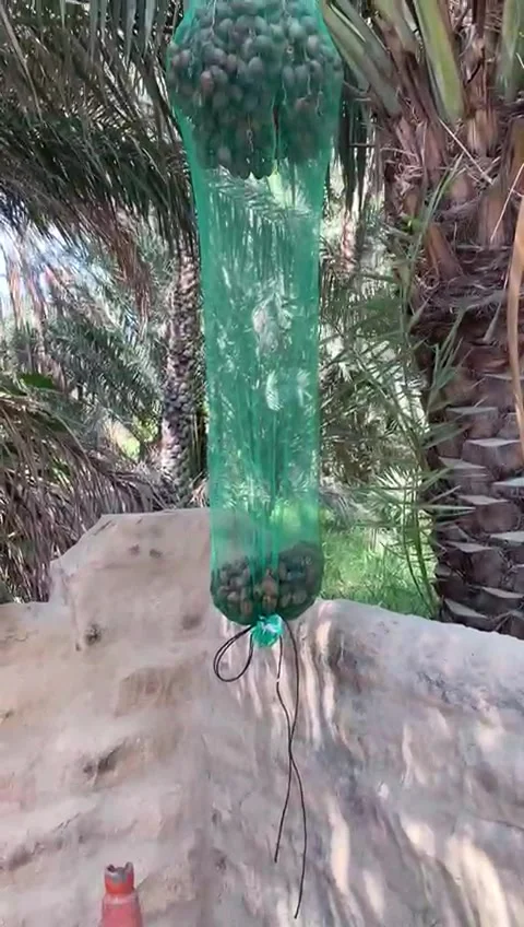Al Ain Oasis Stock Footage 291387422