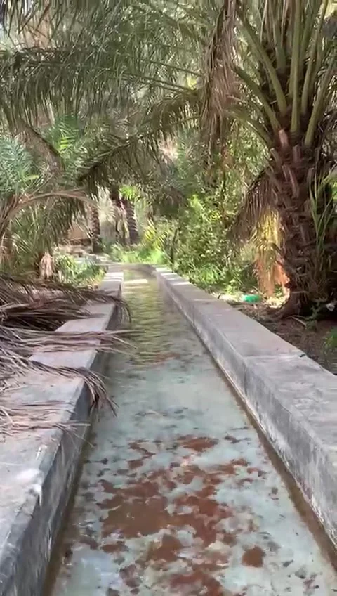 Al Ain Oasis Stock Footage 291387430