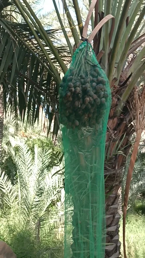 Al Ain Oasis Stock Footage 291387640