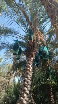 Al Ain Oasis Foto stock