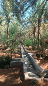 Al Ain Oasis Stock Photos