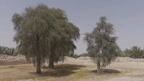 Al Ain Trees Stock Footage 89347763