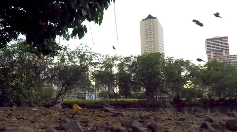 Ala wai birds Stock Footage 47584293