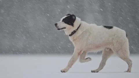 Alabai, Labrador, and Retriever playing in snow as flakes fall, joyful winter Stock Footage 295328513