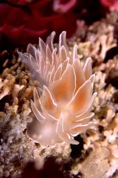 Alabaster Nudibranch Stock Photos