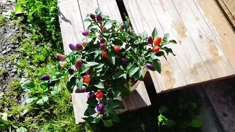 Aladdin pepper   Stock Footage 158931676