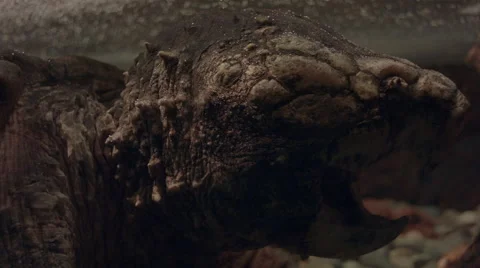 Alagator Snapping Turtle Tongue Stock Footage 51458350