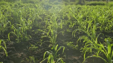 Alam 12 Video stock 215014443