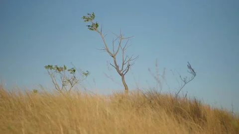 Alam 16 Video stock 215013365