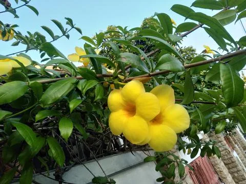 Alam anda or bunga terompet  스톡 사진