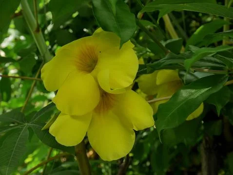 Alamanda flowees Stockfoto's
