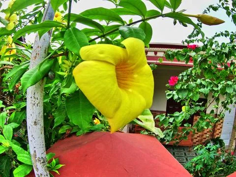 Alamanda Flower Foto stock