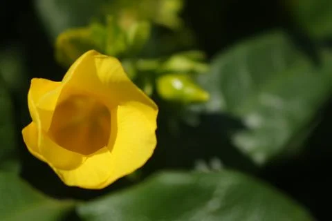 Alamanda Flower Stock Photos