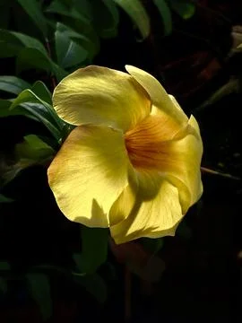 Alamanda Flower Stock Photos