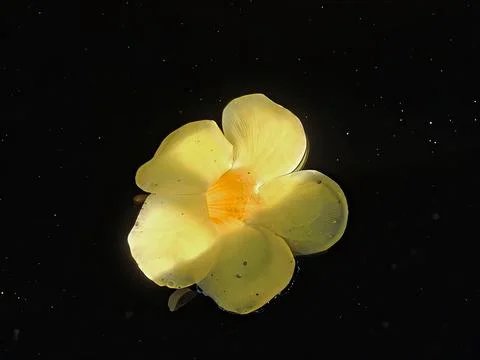 Alamanda Flower Stock Photos