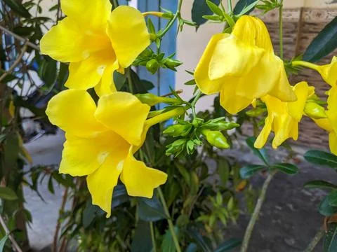 Alamanda flower, a yellow flower that people really like because of its beaut Stock Photos