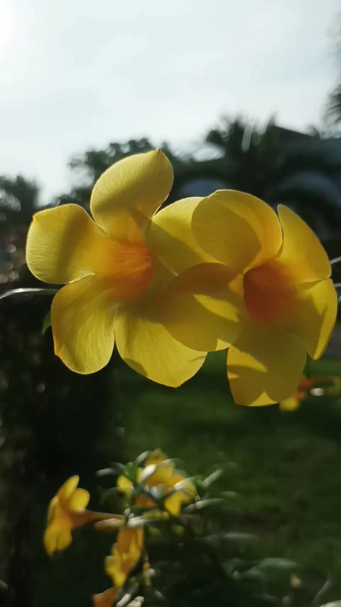 Alamanda flowers Video stock 232733582