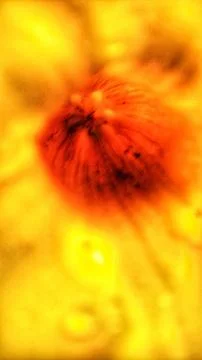 Alamanda flowers Stock Photos