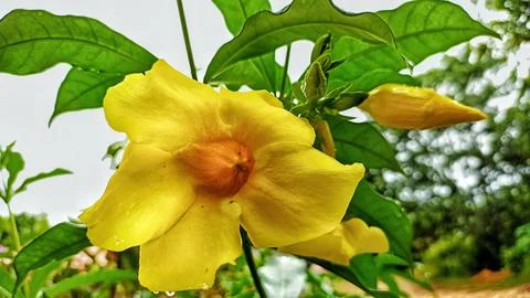 Alamanda flowers Foto stock