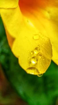 Alamanda flowers Stock Photos