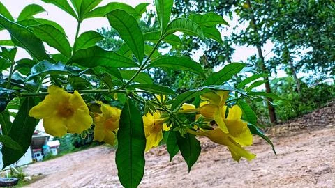 Alamanda flowers Stock Photos