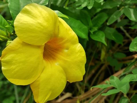 Alamanda flowers Stockfoto's
